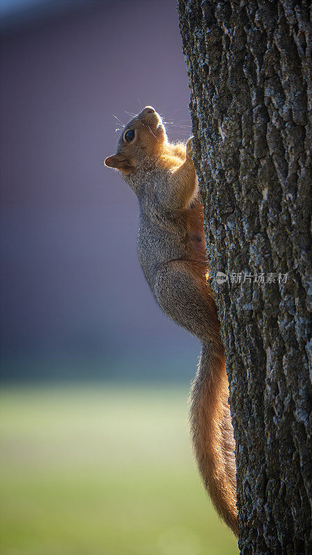 狐狸松鼠(Sciurus niger)